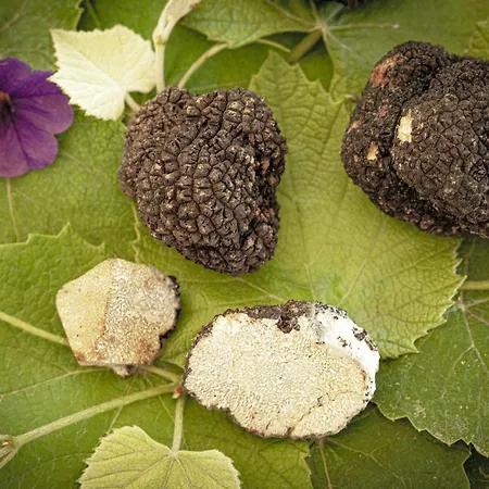 E Trattoria San Giorgio Piossasco